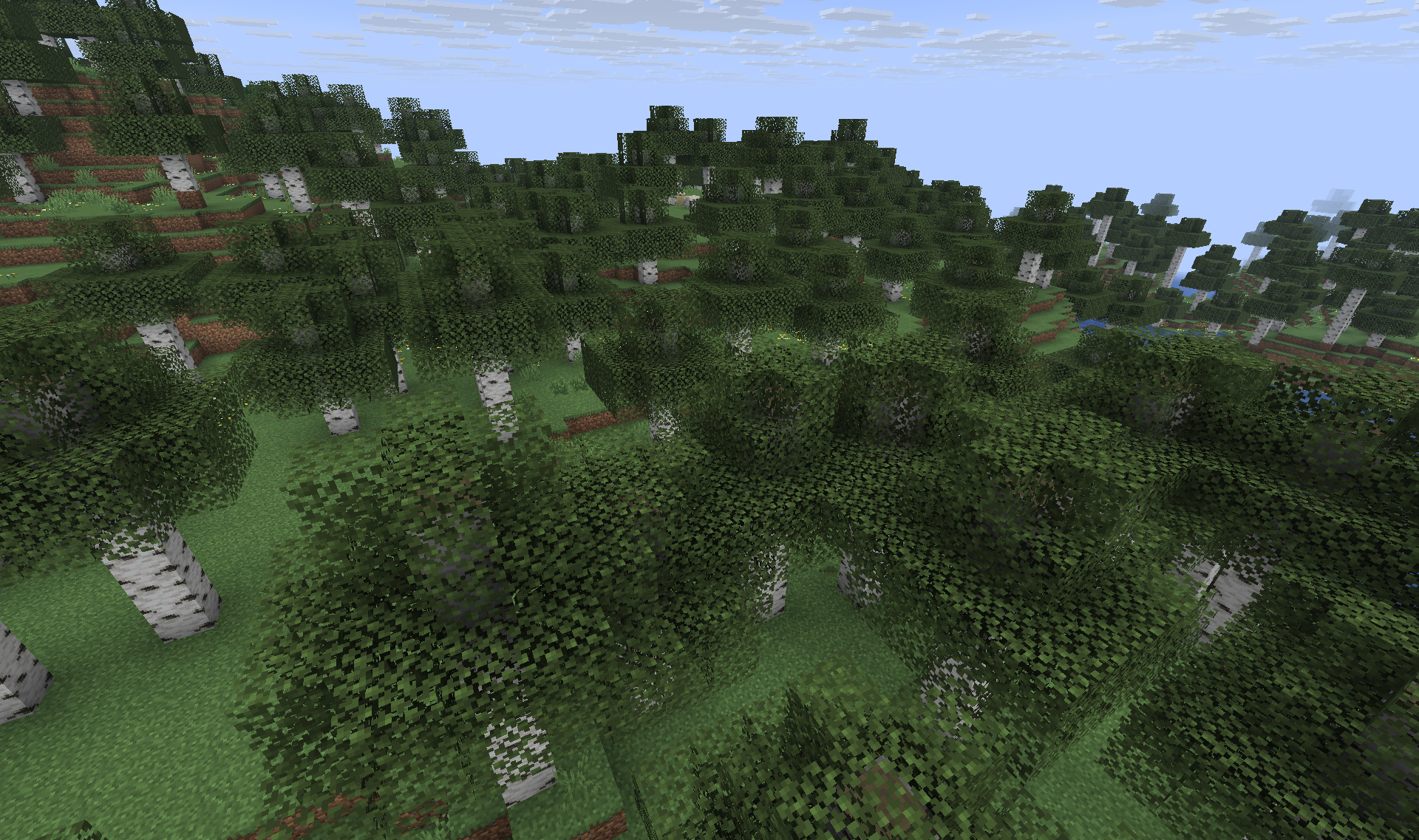 Birch Grove - Dense clusters of white-barked birch trees