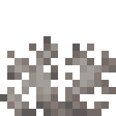 Dead Brain Coral Fan