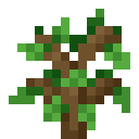Oak Sapling