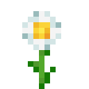 Oxeye Daisy