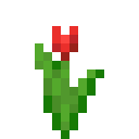 Red Tulip