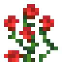Rose Bush