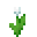 White Tulip