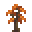Poplar Sapling